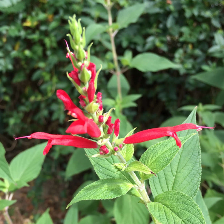 Sweet Pineapple Sage Seeds - Herbal Plant