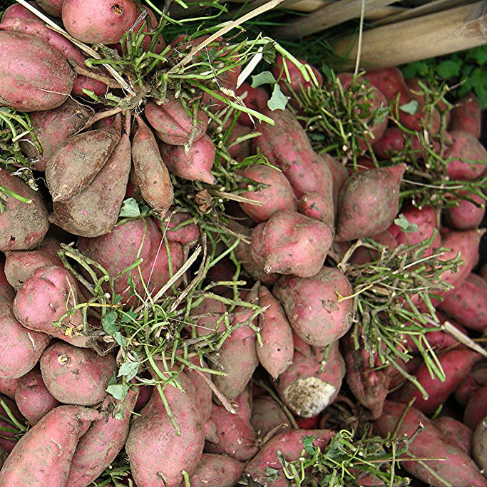 Sweet Potato Seeds