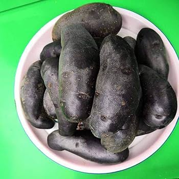 Sweet Potato Seeds - Black