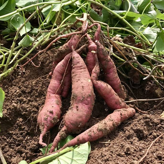 Sweet Potato Seeds - Brown