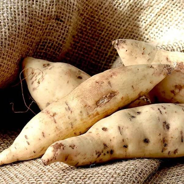 Sweet Potato Seeds - Cream