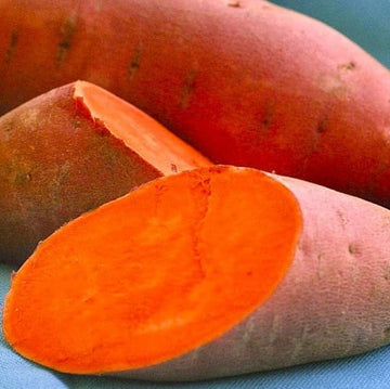 Sweet Potato Seeds - Orange Batatas 