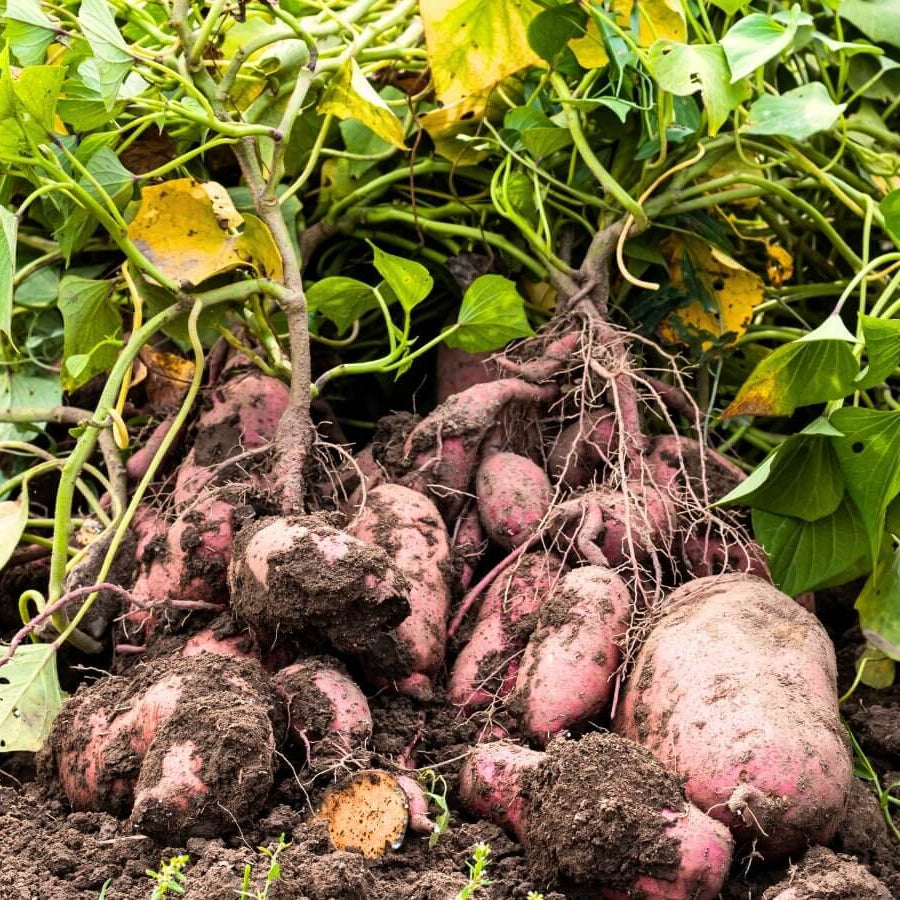 Sweet Potato Seeds - Reddish Brown