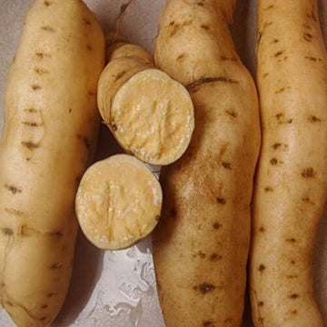 Sweet Potato Seeds - Yellow