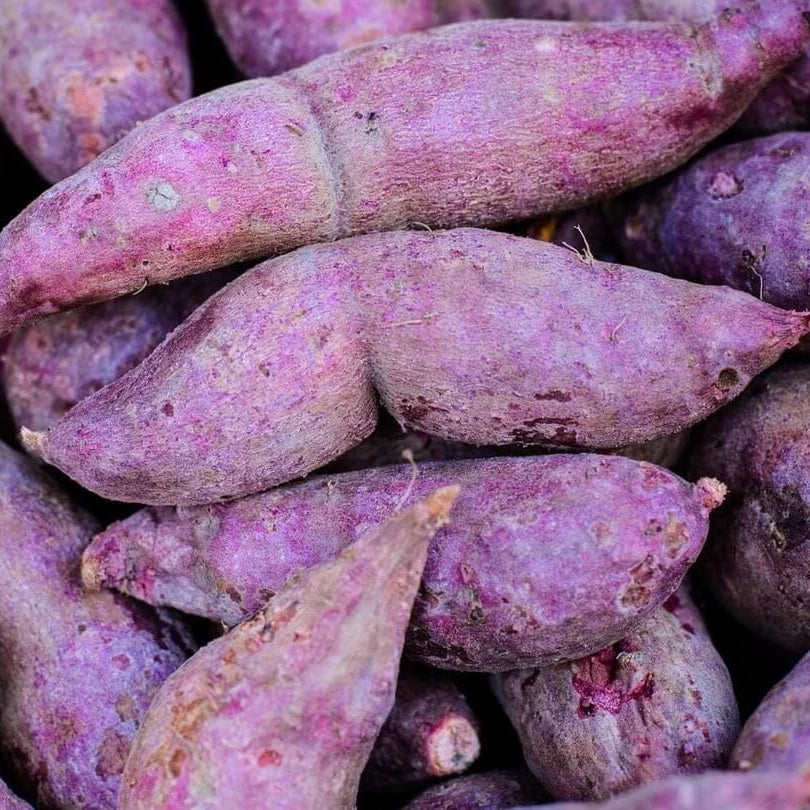 Sweet Potato Seeds - Purple