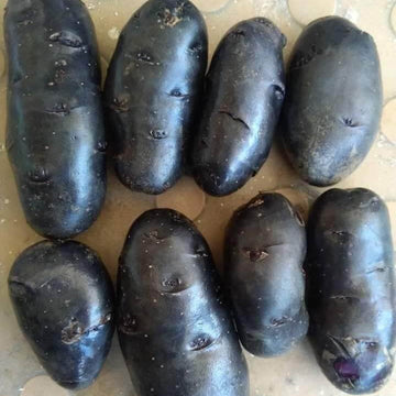 Sweet Potato Seeds - Black