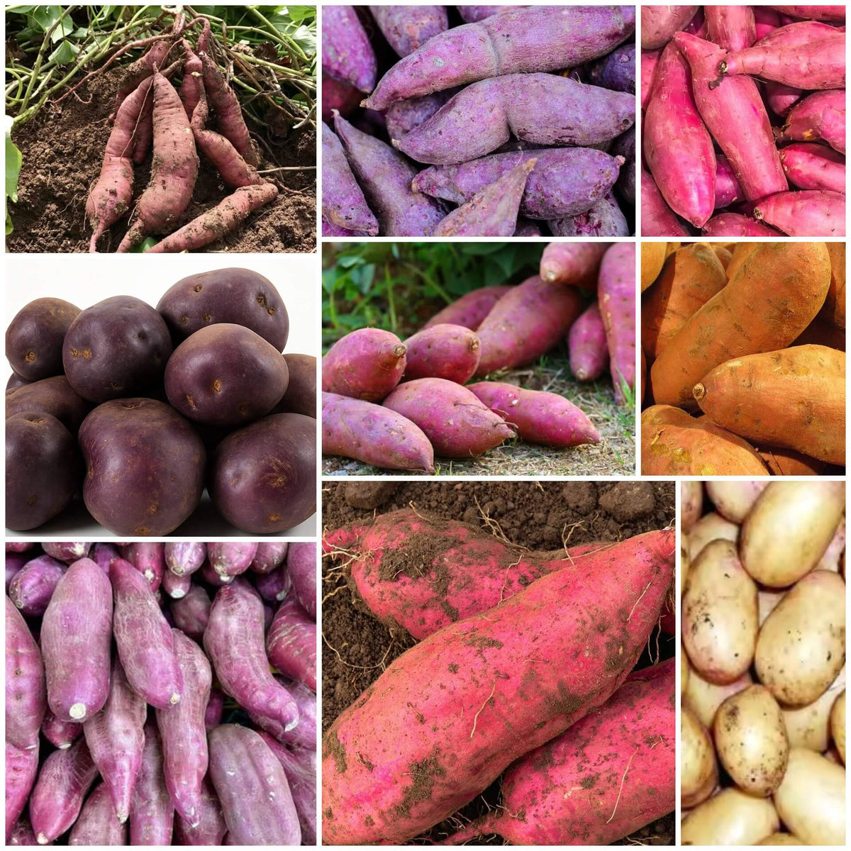 Sweet Potato Seeds - All In One For Home Gardens