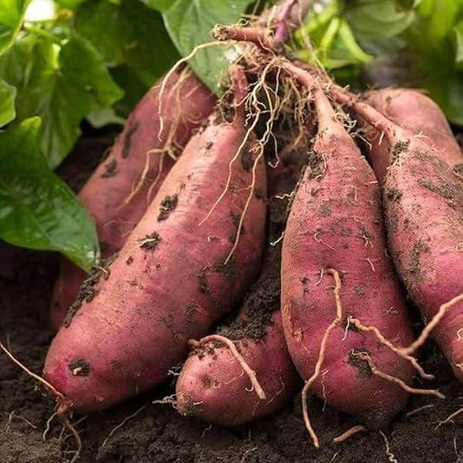 Sweet Potato Seeds - All In One For Home Gardens