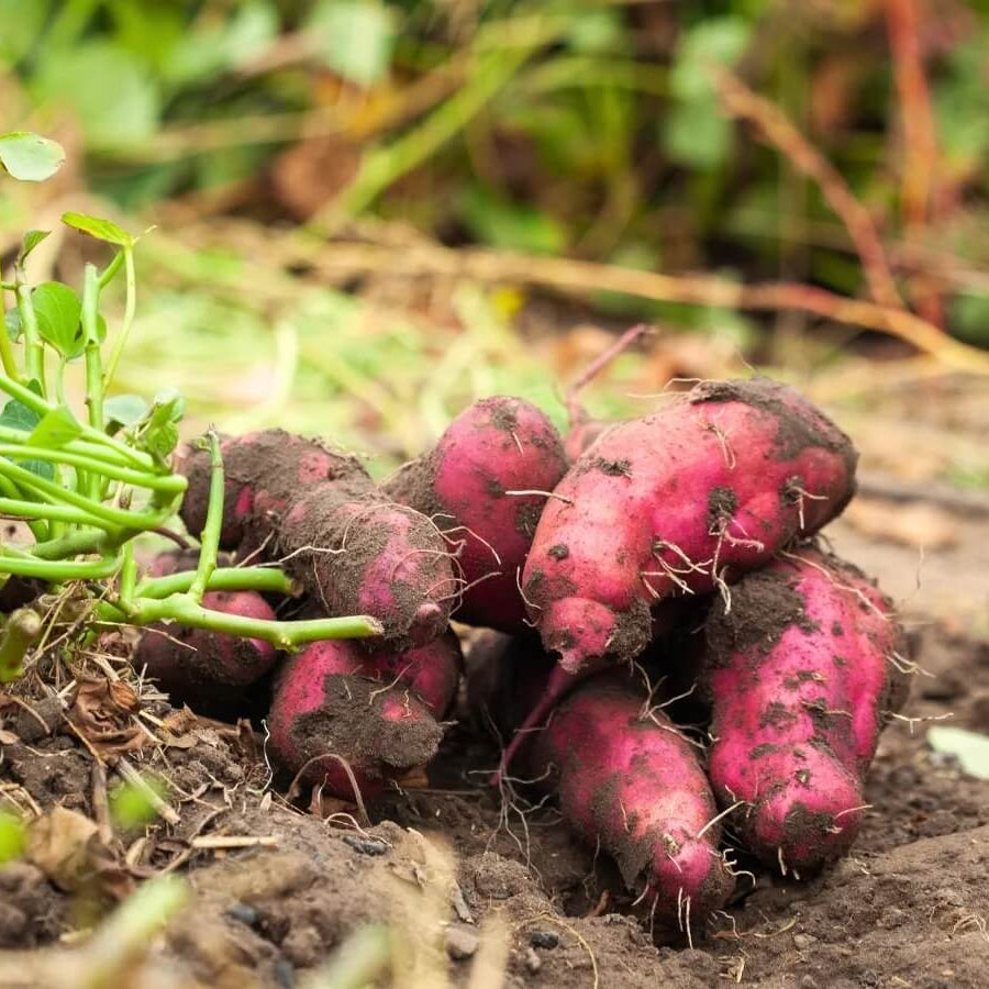 Sweet Potato Seeds - All In One For Home Gardens