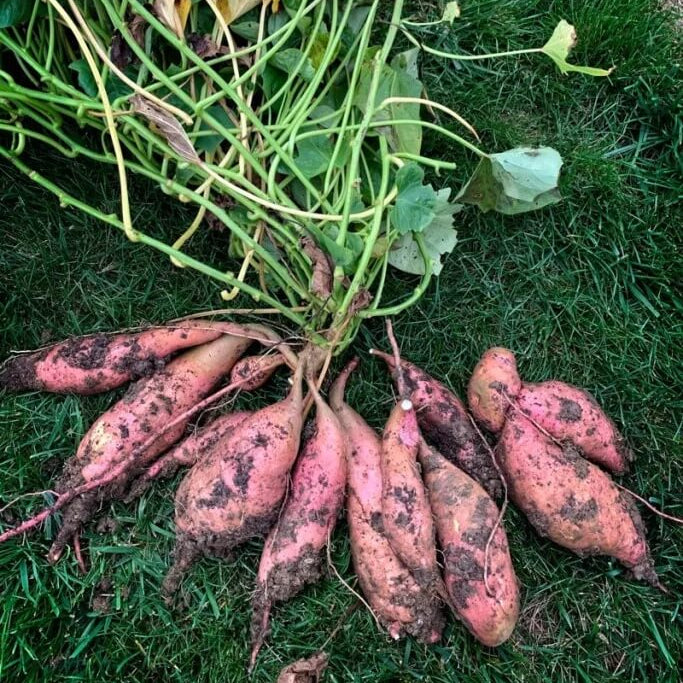 Sweet Potato Seeds - All In One For Home Gardens