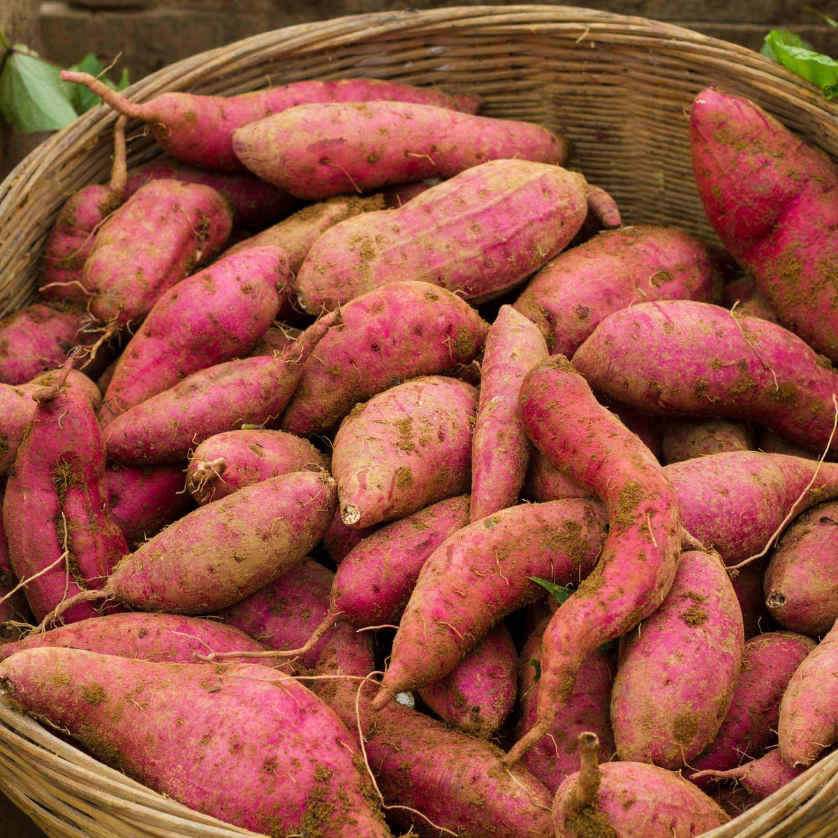 Sweet Potato Seeds - All In One For Home Gardens