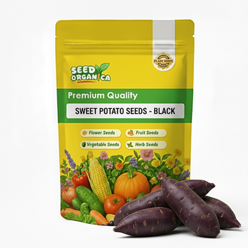 Sweet Potato Seeds - Black