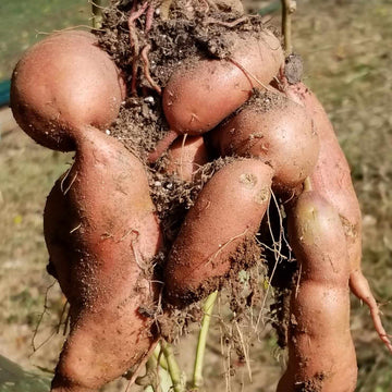 Sweet Potato Seeds - Brown