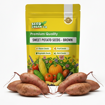 Sweet Potato Seeds - Brown