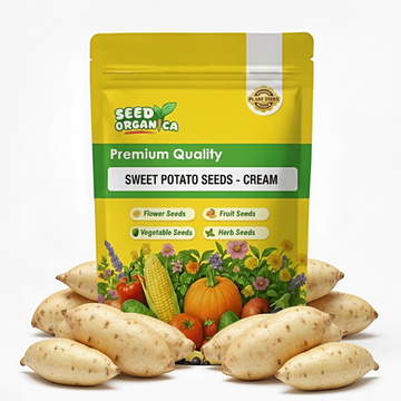 Sweet Potato Seeds - Cream