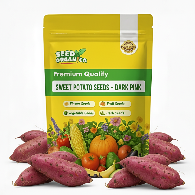 Sweet Potato Seeds - Dark Pink