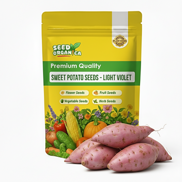 Sweet Potato Seeds - Light Violet