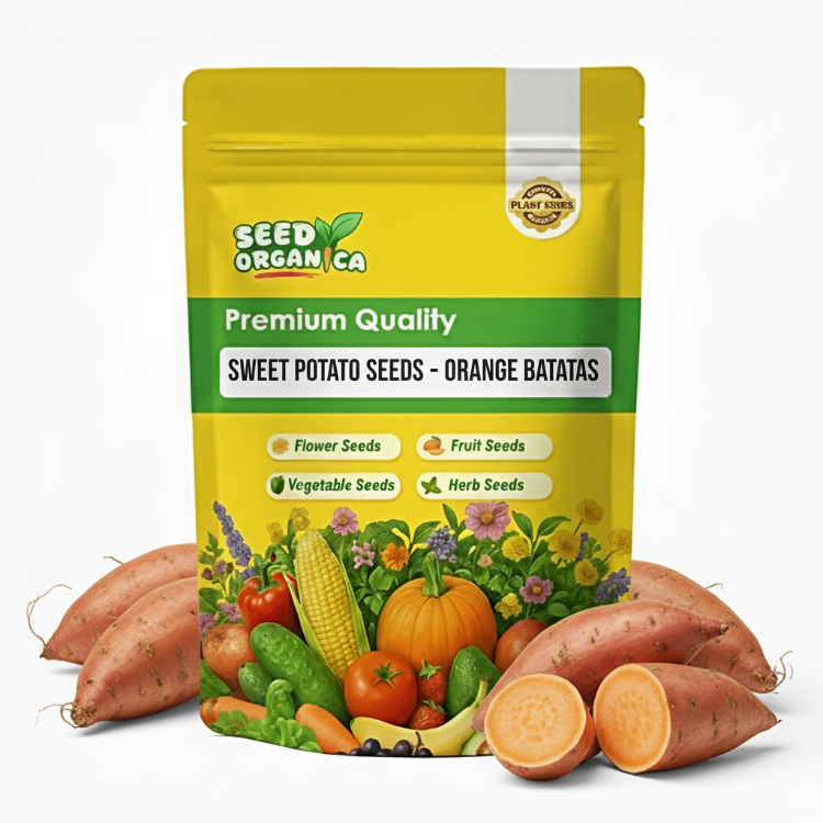Sweet Potato Seeds - Orange Batatas