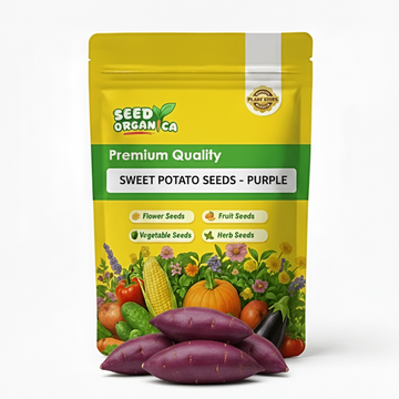 Sweet Potato Seeds - Purple