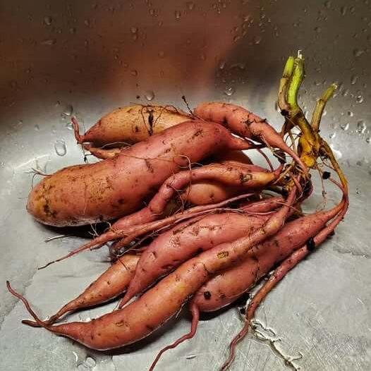 Sweet Potato Seeds - Reddish Brown