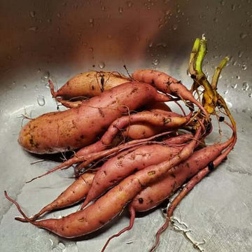 Sweet Potato Seeds - Reddish Brown