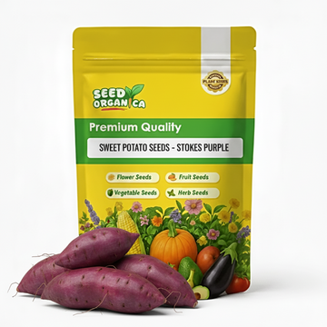 Sweet Potato Seeds - Stokes Purple