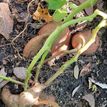 Sweet Potato Seeds - Brown