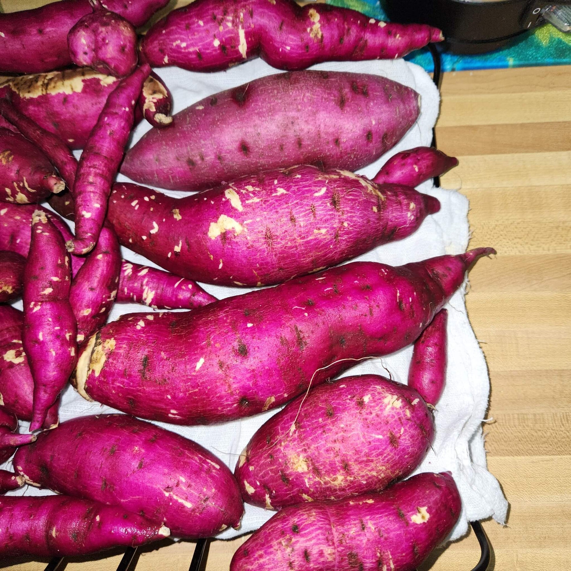 Sweet Potato Seeds - Dark Pink