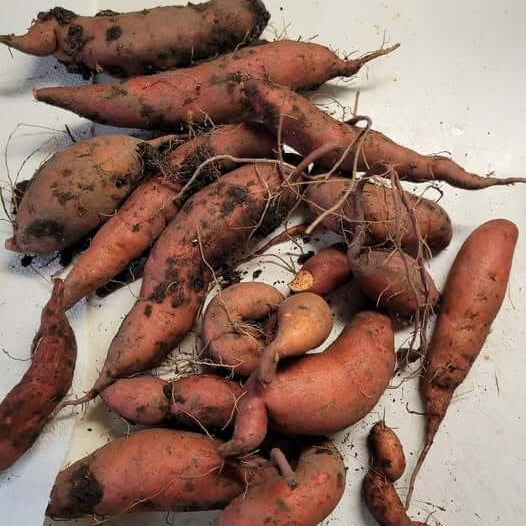 Sweet Potato Seeds - Reddish Brown
