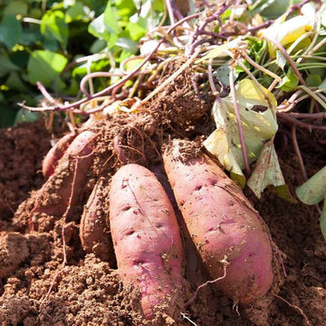 Sweet Potato Seeds