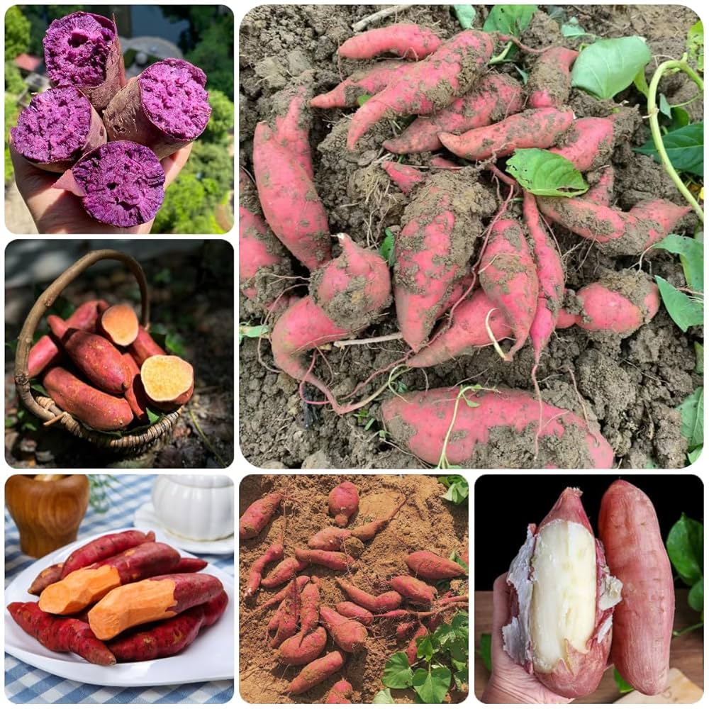Sweet Potato Seeds – Mixed

