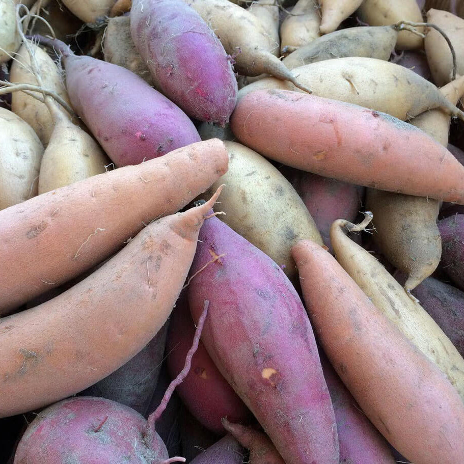 Sweet Potato Slips Seeds - Vegetable Plant