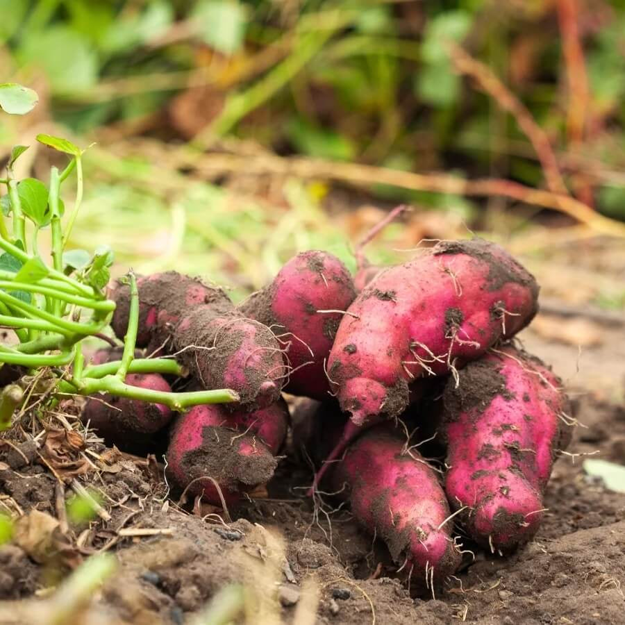 Sweet Potato Slips Seeds - Vegetable Plant