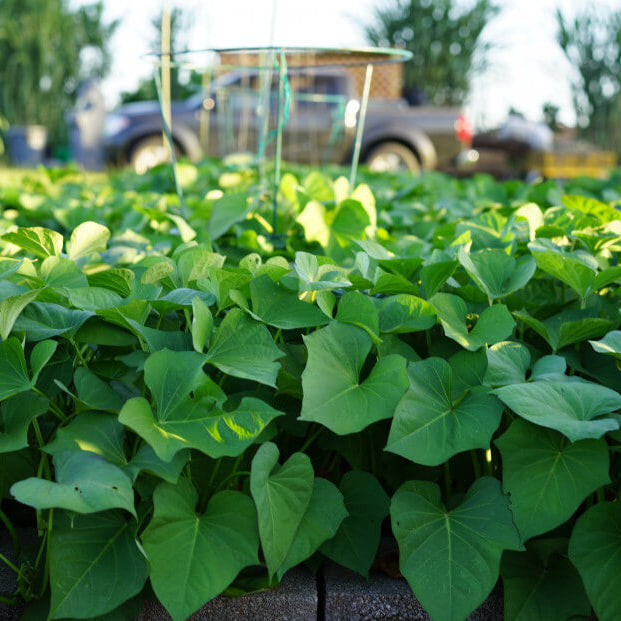 Sweet Potato Slips Seeds - Vegetable Plant