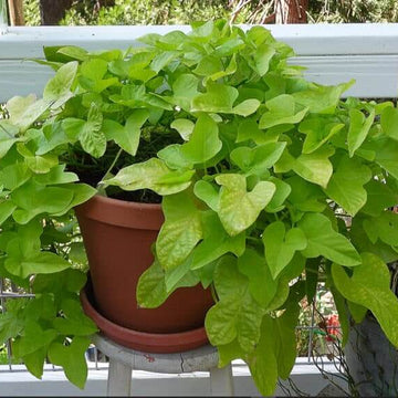 Sweet Potato Vine Seeds - Vegetable Plant