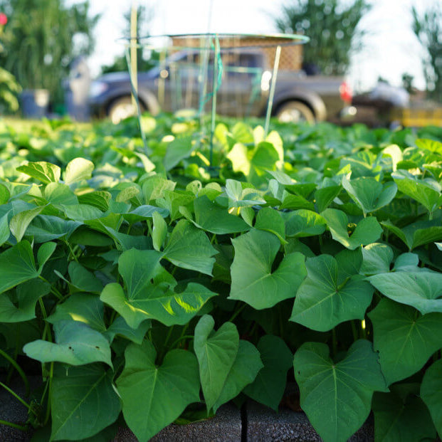 Sweet Potato Vine Seeds - Vegetable Plant