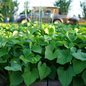 Sweet Potato Vine Seeds - Vegetable Plant