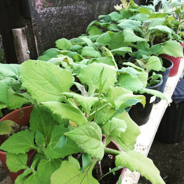 Sweet Root Yacon Seeds - Vegetable Plant