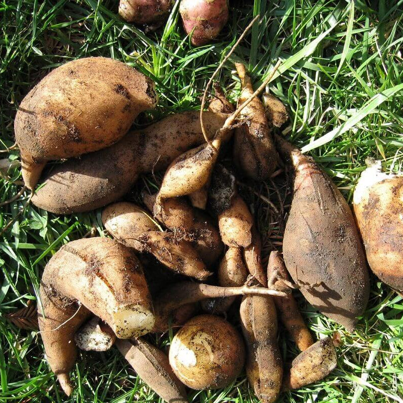 Sweet Root Yacon Seeds - Vegetable Plant