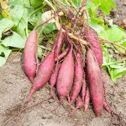Sweet Root Yacon Seeds - Vegetable Plant