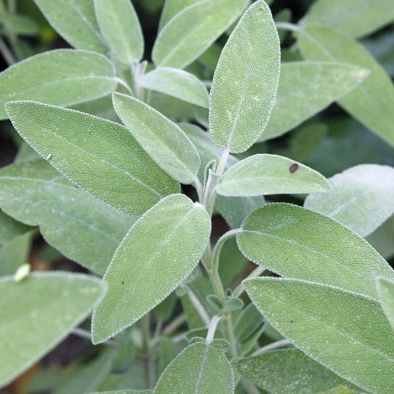 Sweet Sage Plant Seeds - Herbal Plant