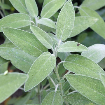 Sweet Sage Plant Seeds - Herbal Plant