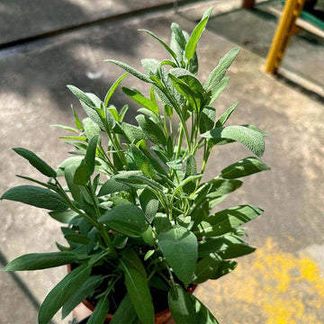 Sweet Sage Plant Seeds - Herbal Plant