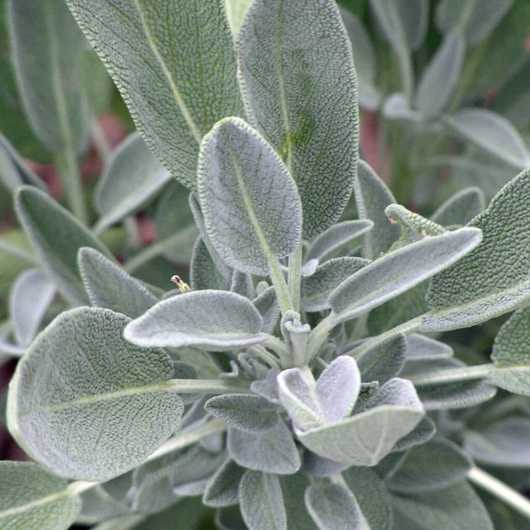 Sweet Sage Plant Seeds - Herbal Plant