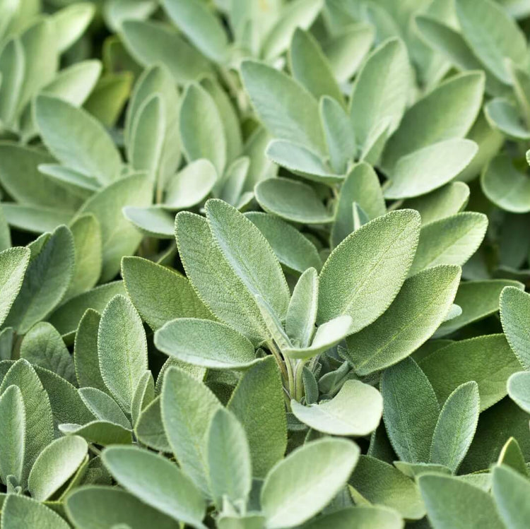 Sweet Sage Plant Seeds - Herbal Plant