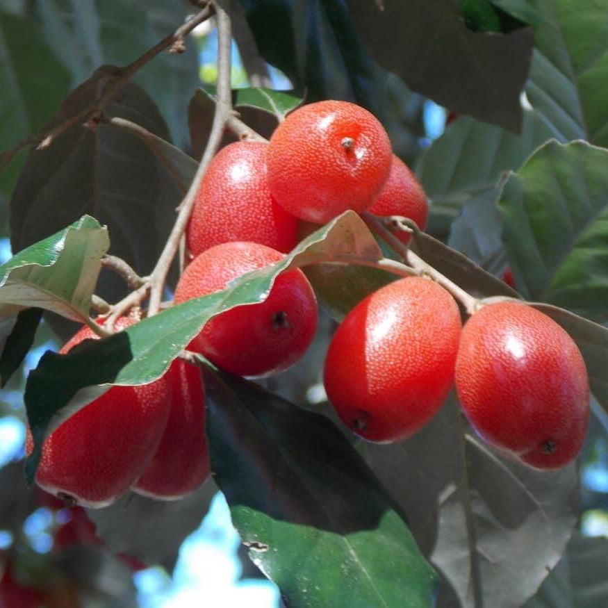 Sweet Scarlet Berry Seeds