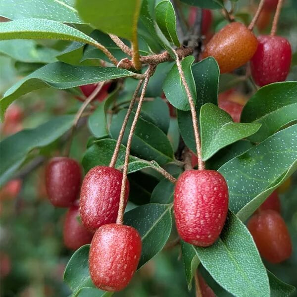 Sweet Scarlet Berry Seeds
