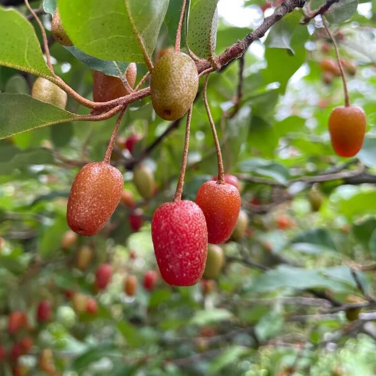 Sweet Scarlet Berry Seeds