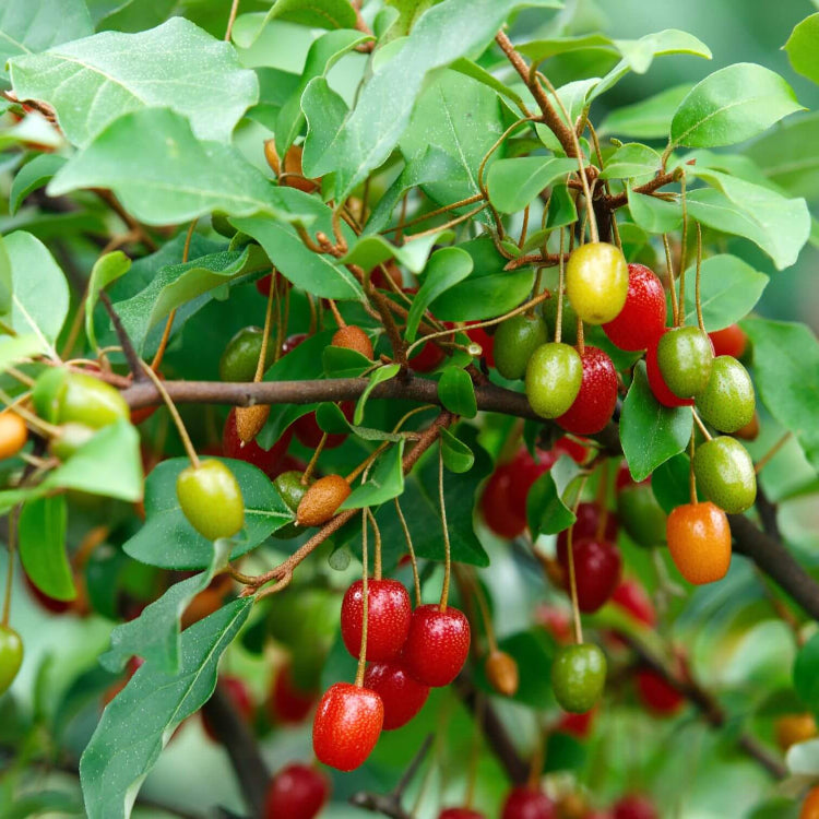 Sweet Scarlet Berry Seeds