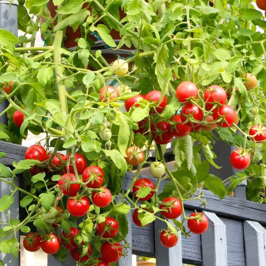 Sweet Tomato Seeds